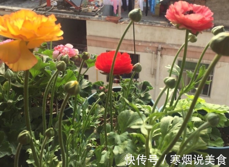 家庭养花成片种花毛茛,调剂好这3大因素,一开就一片花