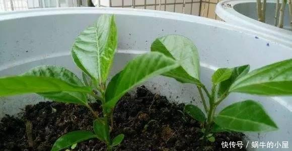 花盆|吃了荔枝核别扔，埋在花盆变盆栽，果子七八个，越热越长个