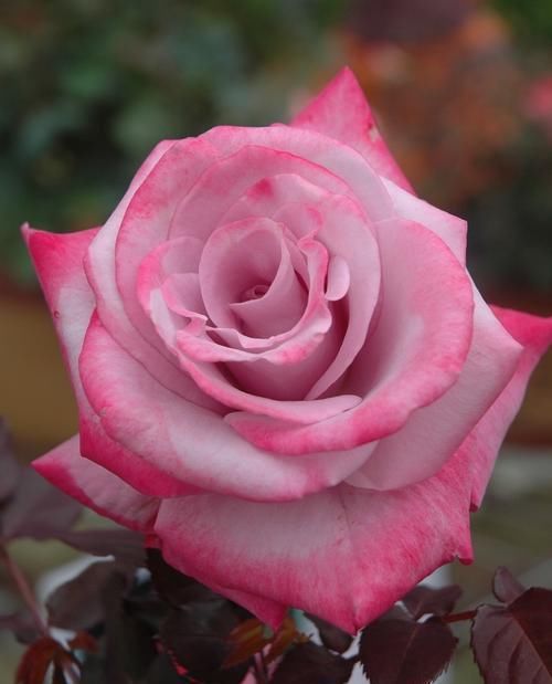  分享|分享10种大花月季，每一款开花鲜艳，香味清新，美翻了