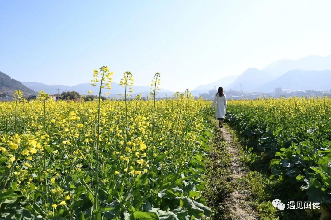 金色花海！福州油菜花开了！【区县头条】