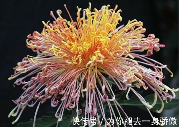 珠样|喜欢菊花，不如养盆“十大名菊”飞鸟美人，似美人起舞，优雅妖娆