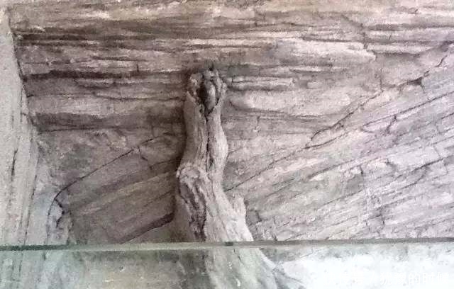 鱼缸和池还可以这样结合?只能说很有想法,有钱我也搞一个!