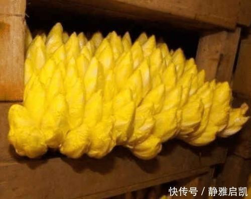 白菜|把“山药”埋进土里,能长出“白菜心”,卖80元1斤,你见过吗