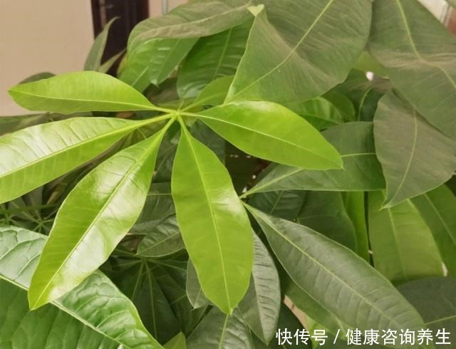 养发财树,别老犯这5个“错误”,现在改还来得及!