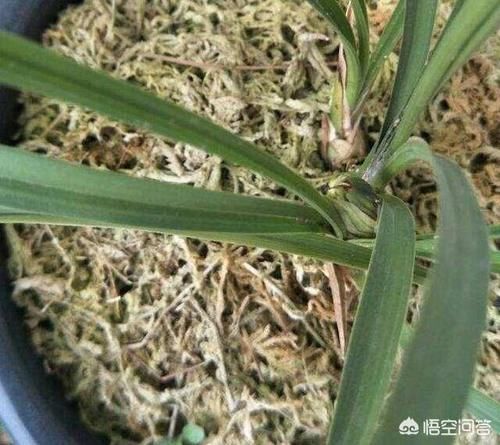 兰花休眠期能施肥吗？