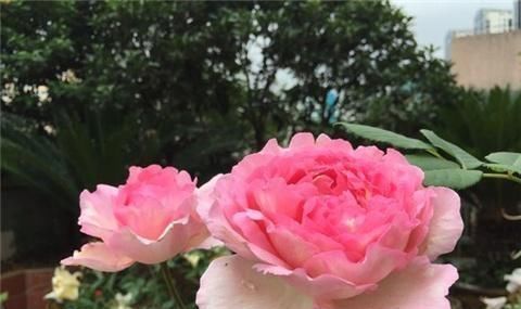 月季|养月季,用土方法,窜出新芽,枝繁叶茂开花多