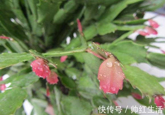 蟹爪兰|蟹爪兰掉叶子？2个“原因”解决好，叶子肥厚，度夏无压力