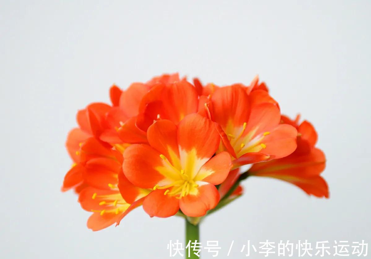 花葶|冬季君子兰“夹箭”，4点是关键，做好后让君子兰开花不难