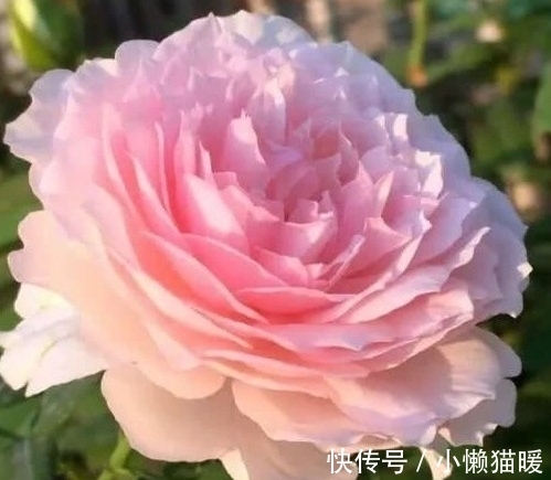 新叶|月季新芽枯萎、畸形怎么回事,打药治疗时,这些值得注意