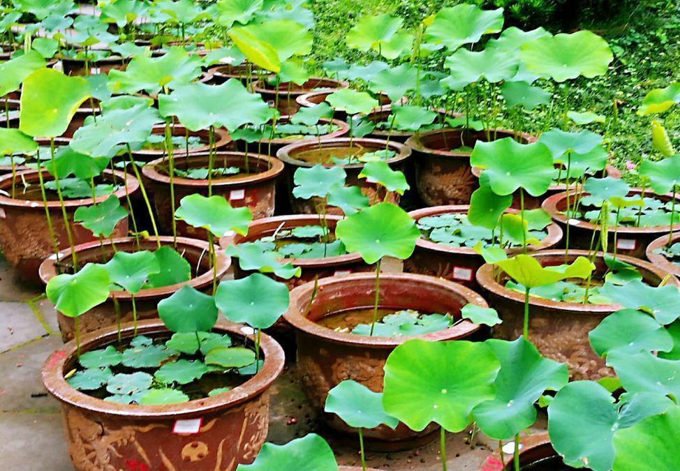 浇灌|这6种常见药，人吃不完就拿来养花，操作简单，效果好