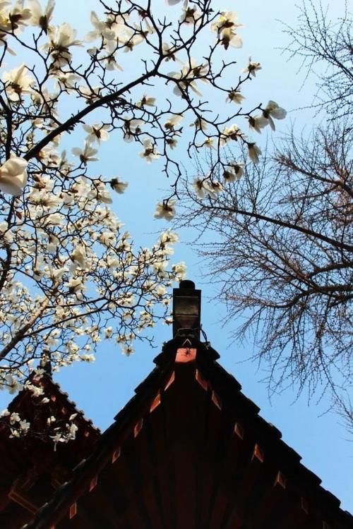 珠珠|花期正好!趵突泉畔的玉兰蜡梅绽放啦!喜气洋洋迎新春!