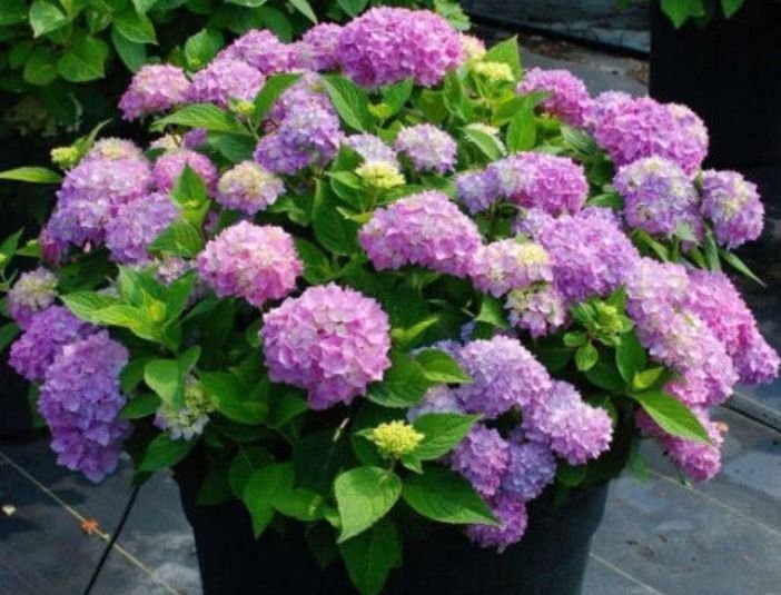 4种漂亮花,花色艳、花量大,一开就美爆,给点水就疯长,太好养