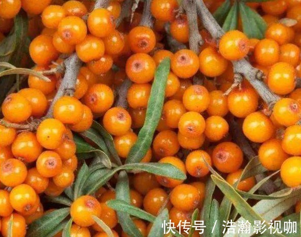 抗菌消炎|十个女性九个都有宫寒，多吃此物，抗菌消炎，滋养卵巢，远离炎症