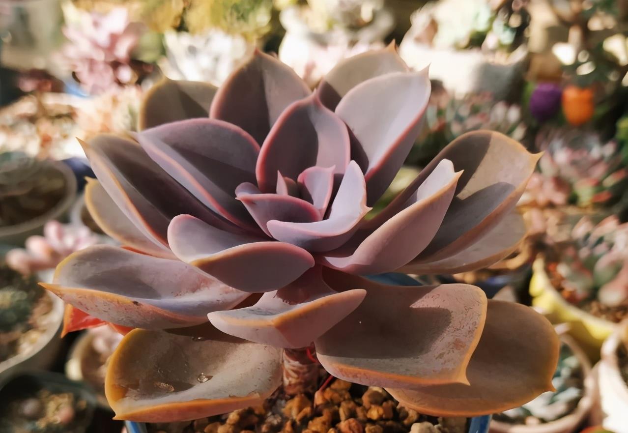 阳台上|多注意这3点，盆栽多肉紫珍珠，夏季茎叶根不化水腐烂