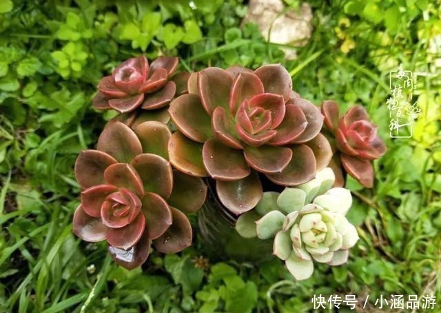 从一颗到500多盆，遇见多肉后，满眼全是你！