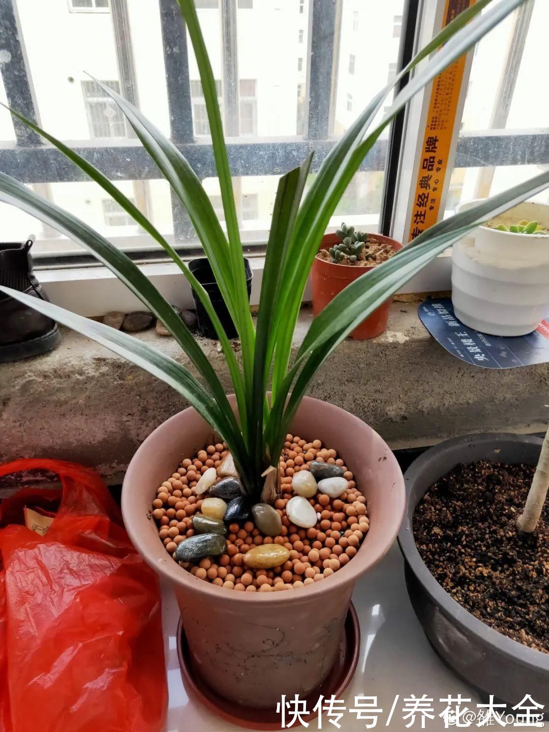 夏天怕晒的花，赶紧搬到阴凉地儿，再晒成枯杆了