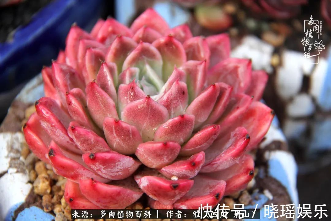 万圣节|养多肉六年,从痴迷到佛系,世事漫随流水,唯有喜爱永恒!