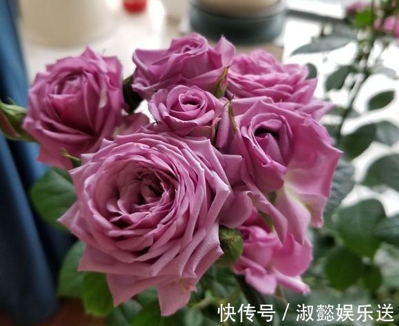 爆盆|适合新手的月季修剪方法，6张图就明白原理，开花爆盆就这么简单