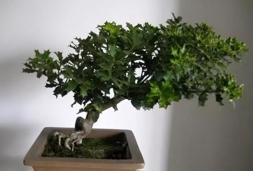 枸骨是制作盆景的好素材，集观形、观叶、观果于一身，还很好养活