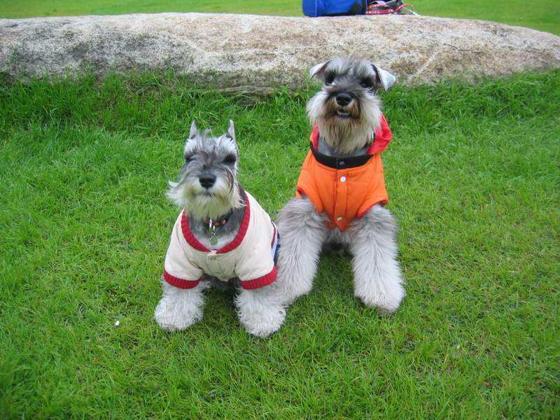 宠物图集:标准型雪纳瑞