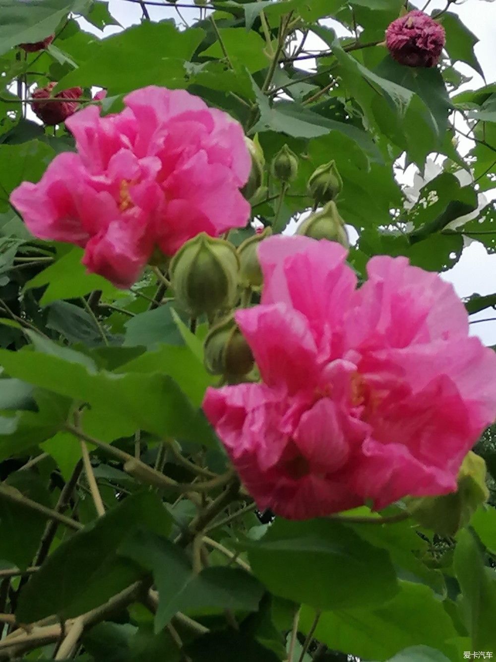 地标|晨游月湖园，误撞童槐家