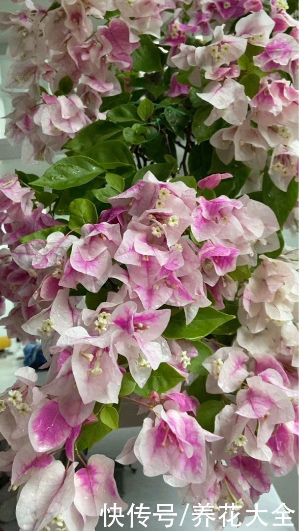 要想三角梅长得旺，光照温度缺一不可，开成花瀑布不是问题