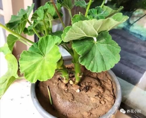 养花|家中养花,花盆里出现2种情况,就是换盆“信号”,需尽早换盆