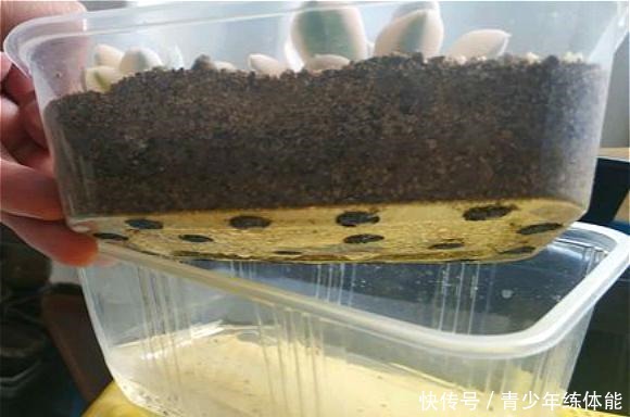 这种花“太顽强”,叶子“剪碎”插土里还能发芽,开花还非常漂亮!