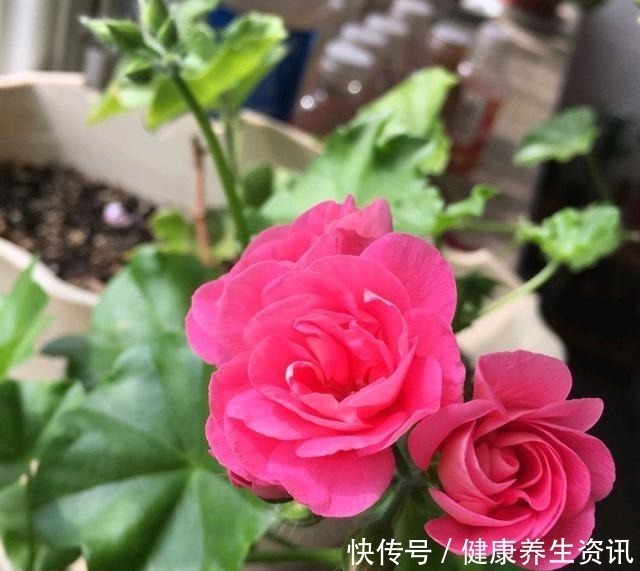 开花漂亮,花期长又勤花,连叶子都带香味,这种花值得养!