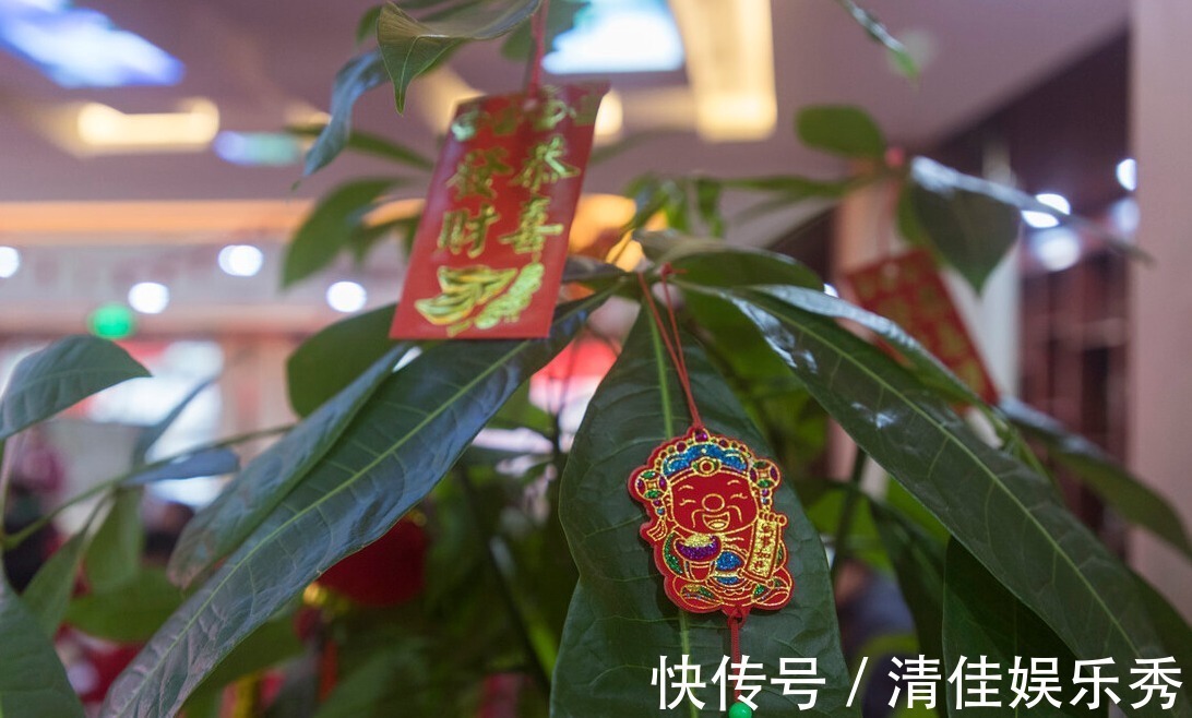 肥沃|4种树,花开富贵“好兆头”,难得一见,看看你家有吗?