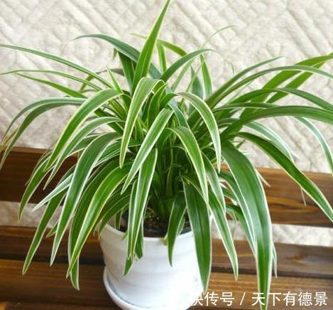 金边吊兰怎么养护,掌握三个技巧,1个月爆盆,蹭蹭长成“瀑布”