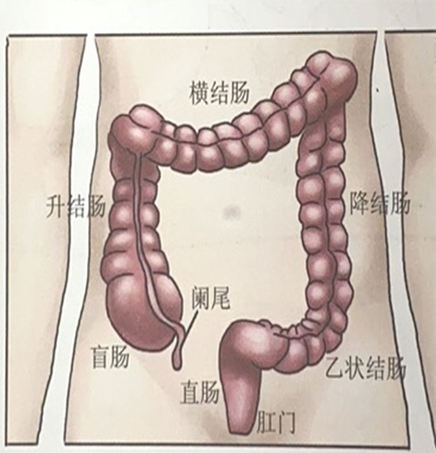 胆汁|【儿医说】有趣的“食物的消化道之旅”，通俗，易懂，快讲给孩子听吧