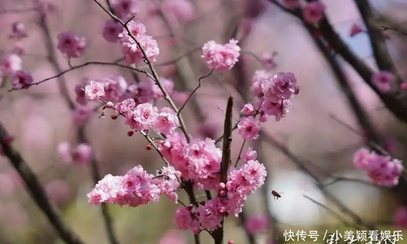 一条街|春城春意浓，西山区赏花正当时