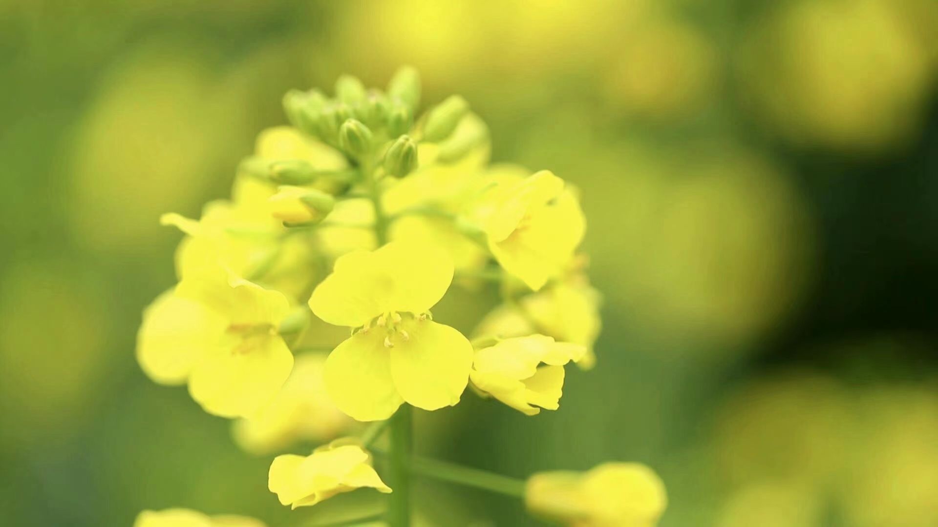 桃江|全省最早！临海桃江十三渚500亩油菜花惊喜盛开，一起来寻找春的气息吧