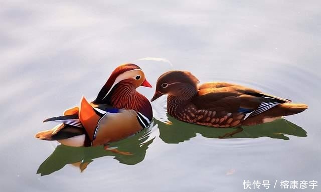 别再被鸳鸯骗了!千古年来被喻为的爱情模范,实则是渣男渣女