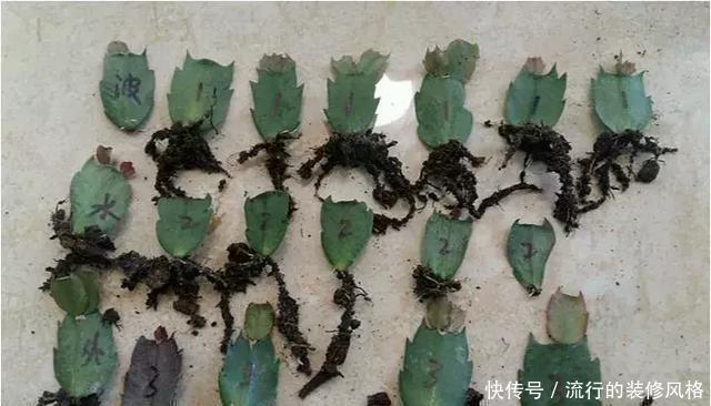 蟹爪兰喝点它,秋天连开100朵,叶子肥得直滴油