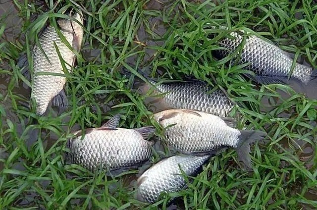 浮漂|秋钓调漂中,最不应该忽视的三个误区,直接影响渔获!