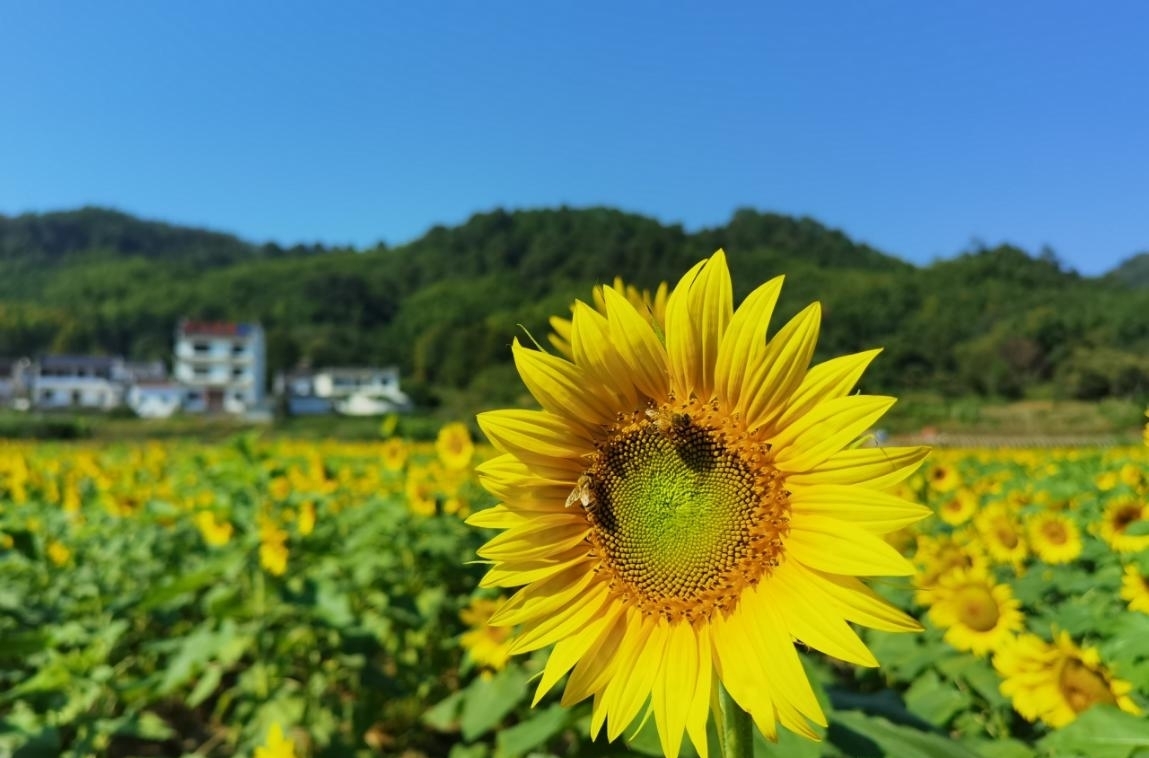 葵花|黄山：百亩葵花笑迎八方游客