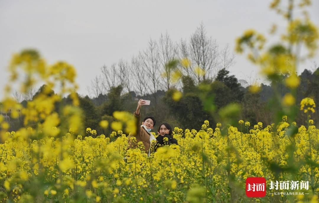 赏花|成都郊外油菜花已悄然绽放周末搭上开往春天的地铁去赏花踏青