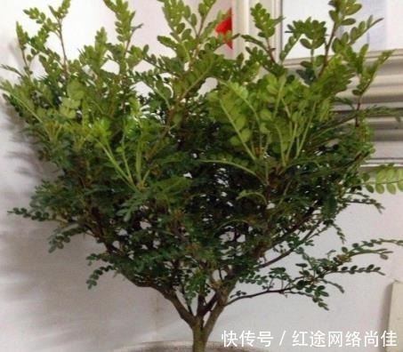 厕所|爱卫生的人,在厕所就养“3种”植物,不仅美观,还能杀菌吸臭!