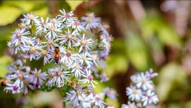 老祖宗传下来的30句养花谚语,句句都到点子上,太实用了