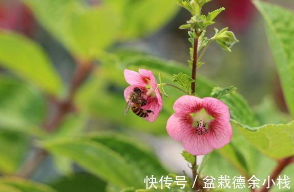 34种常见花草耐冻极限温度，哪些该搬到室内养，一清二楚