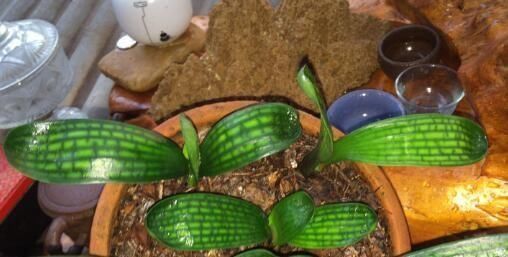 君子兰小苗这样养,叶多、翠绿肥厚,根系足,一年就能养开花