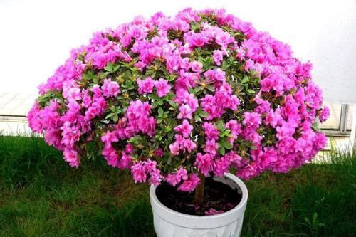 烂根|浇水前多做一件事,掌握盆土干湿程度,养花不烂根,个个猛开花!