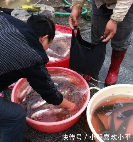土腥味|鱼的“土腥味”和“柴油味”是哪来的?还能吃吗?今天一次说清楚