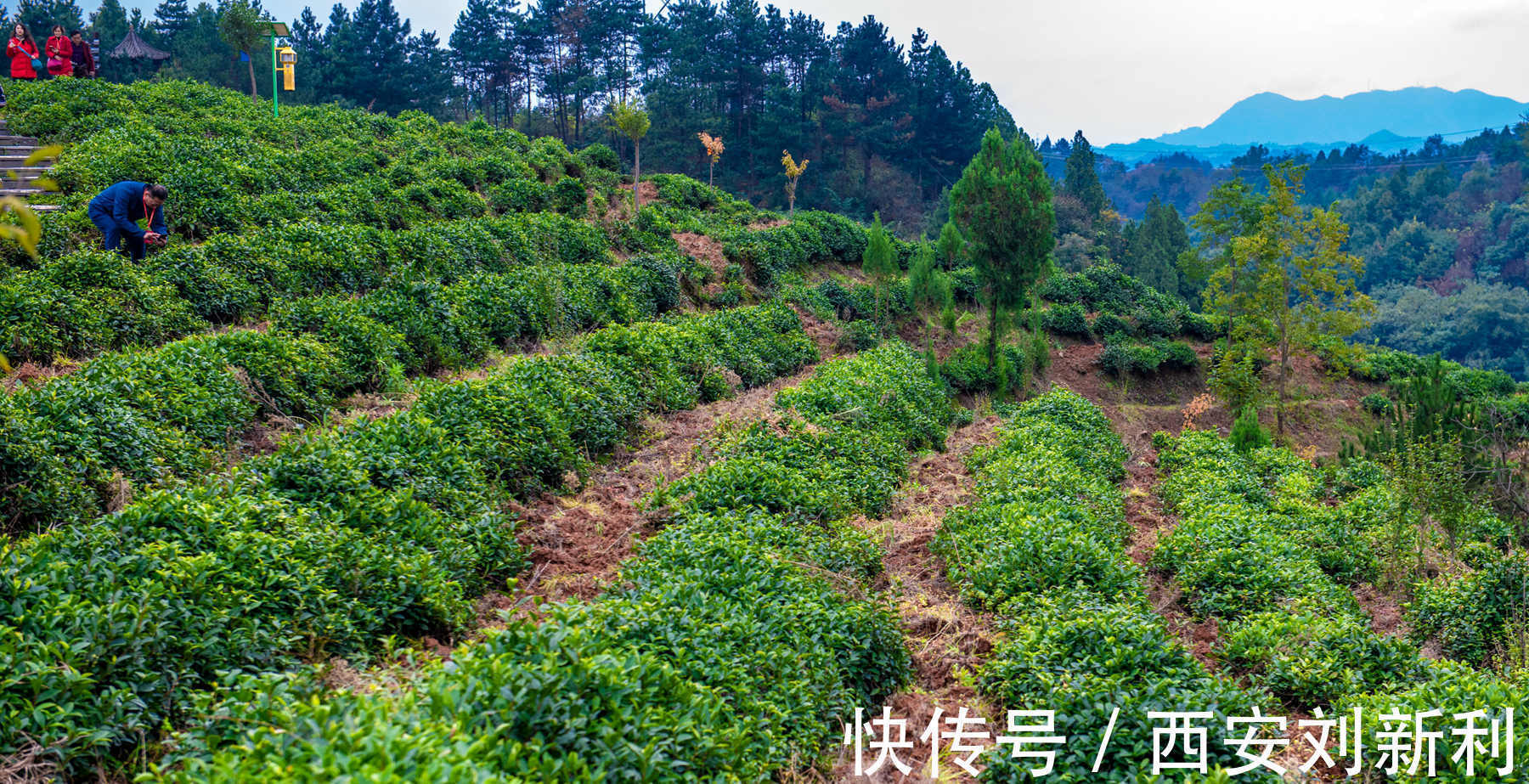 后湾村|赏商南后湾村 阳城驿 金丝峡美景 品鉴泉茗茶宴 商南小吃宴 金丝十三花