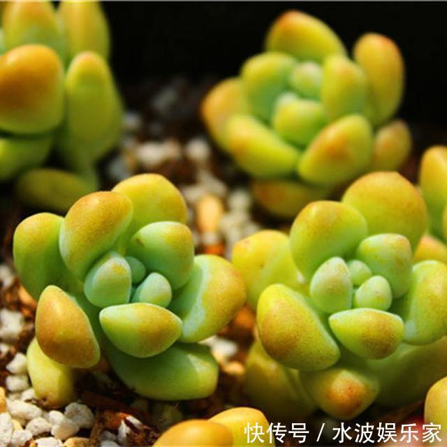 天天|薄荷勤修剪,多肉来点肥,打开疯长模式,天天长不停!