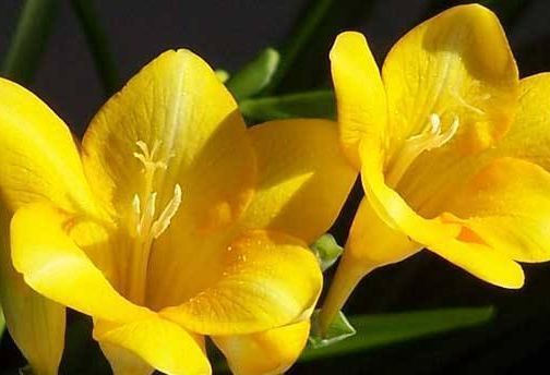 这几款灿烂多姿的花卉,开花“惊艳”,香飘满屋,韵味十足,美