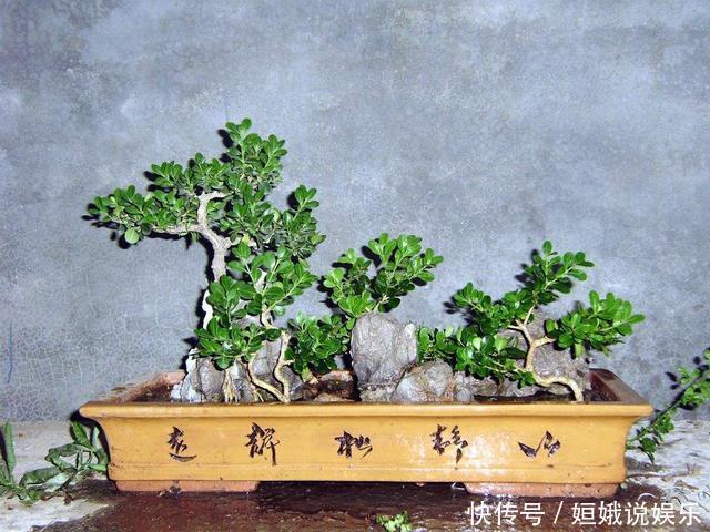 黄杨|这4种盆景最好养,少光低温也能四季常青,寓意好家里人都喜欢