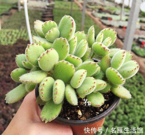 最厉害的养花营养液给多肉植物喝一勺,新叶呼呼长,不比花肥差